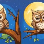 Τεστ IQ: βρείτε 3 διαφορές σε μια εικόνα μιας κουκουβάγιας