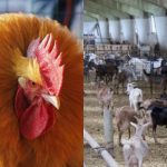 Μόνο το 1% των ανθρώπων θα βρει έναν ανήσυχο κόκορα